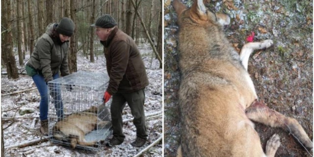 Wilk długo walczył o życie,  ale nie udało się go uratować. Pułapka kłusownika spod Bełchatowa była skuteczniejsza... Zwierzę cierpiało katusze [Foto]