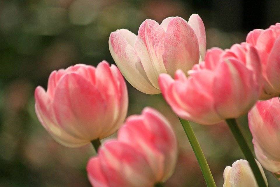 kwiaty-tulipany